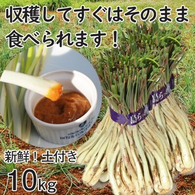 沖縄産 島らっきょう ラッキョウ 新鮮 土付き 10kg