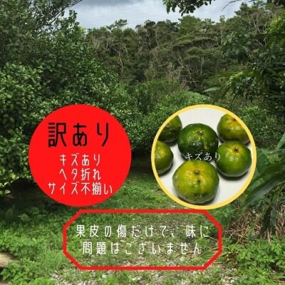【訳あり】沖縄県やんばる産　自然栽培　訳ありシークヮーサー　約2kg　送料込み
