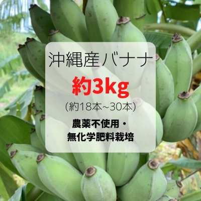沖縄産バナナ〜自然栽培〜約３Kg（約１８本〜３０本）