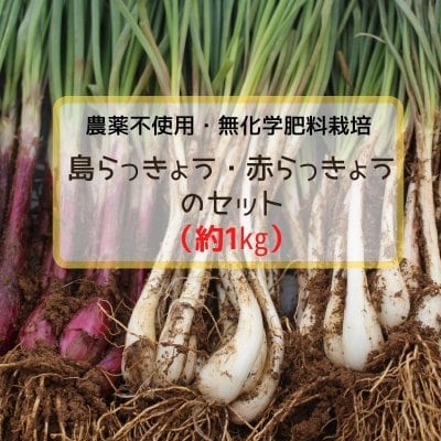 【数量限定】沖縄産 島らっきょうと赤らっきょう １㎏