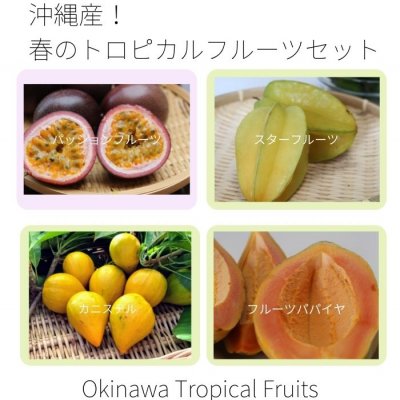 春のフルーツセット 沖縄産 春のトロピカルフルーツセット