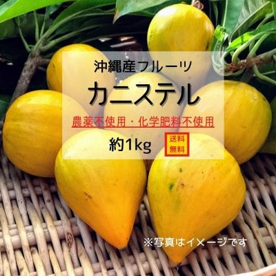 【珍しい果物】沖縄県産カニステル　約1kg　〜農薬不使用・化学肥料不使用〜　送料込み