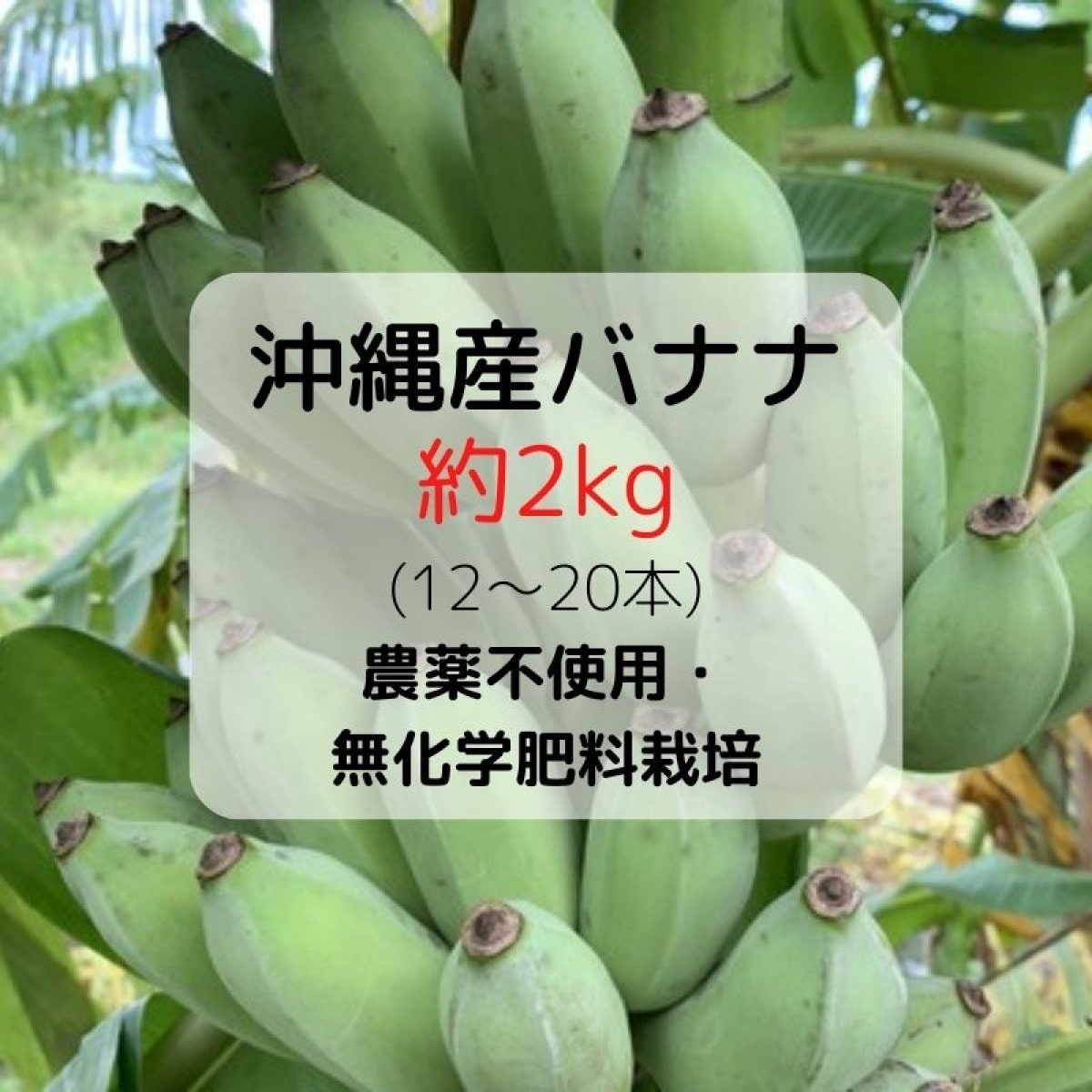 沖縄産バナナ　〜自然栽培〜　約2Kg（約１２本〜２０本）
