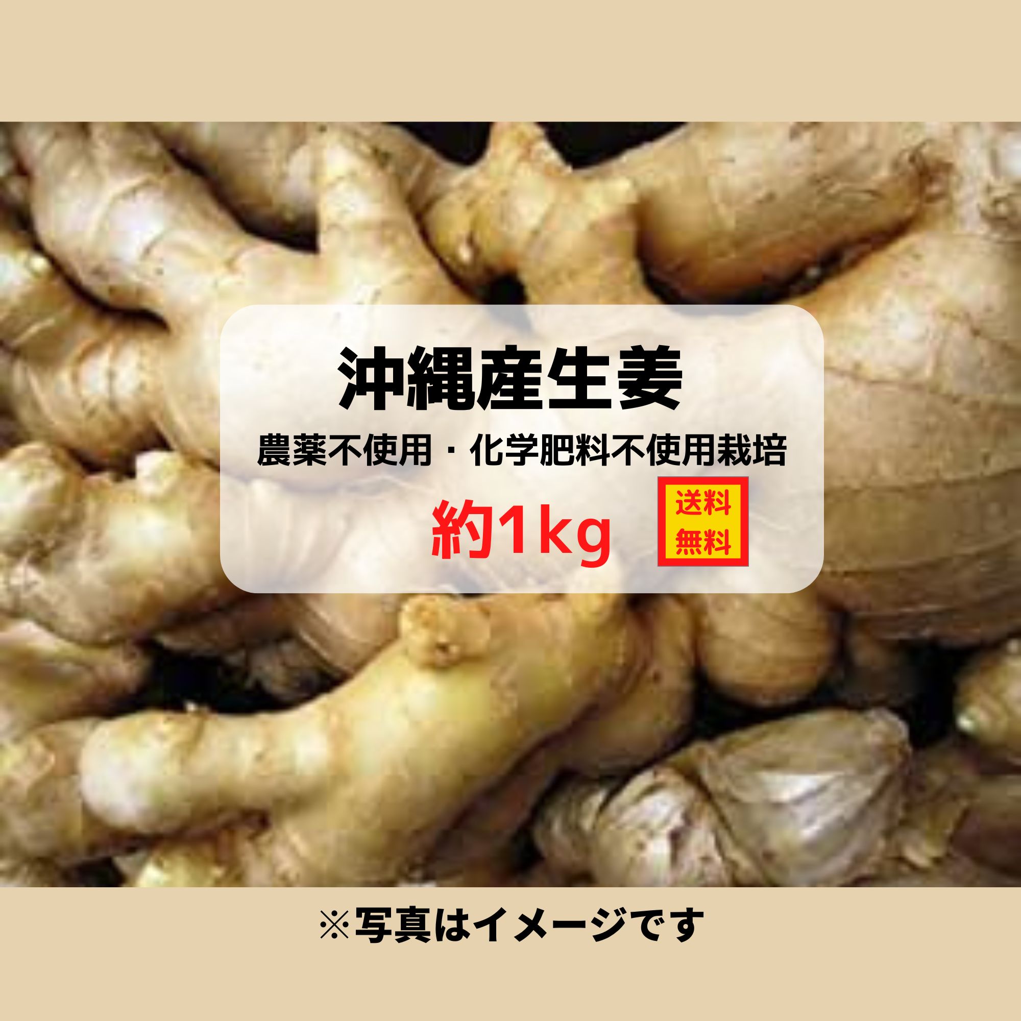 沖縄産 生姜 約１ 農薬不使用 化学肥料不使用栽培 送料込み