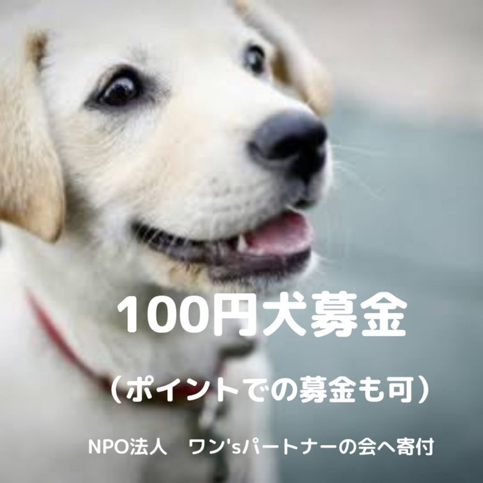 【ポイントでの募金も可能です】100円犬募金　《『NPO法人 ワン'sパートナーの会』さんへの募金です》