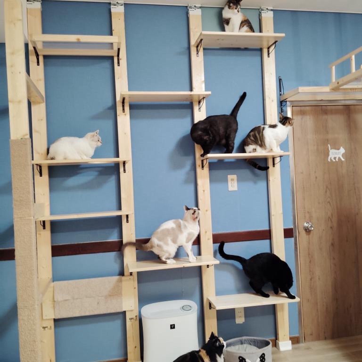 【ポイントでの募金も可能です】100円保護猫募金　《『保護猫カフェ＆ホテル KAULA』さんへの募金です》