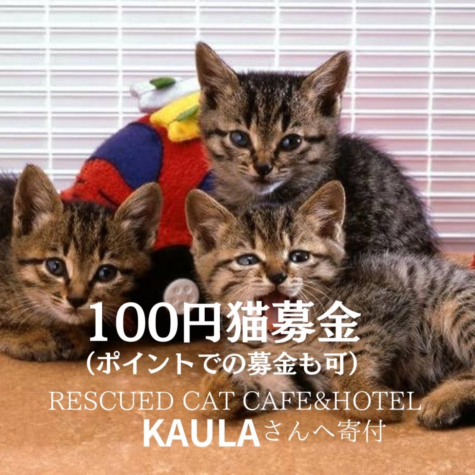 【ポイントでの募金も可能です】100円保護猫募金　《『保護猫カフェ＆ホテル KAULA』さんへの募金です》
