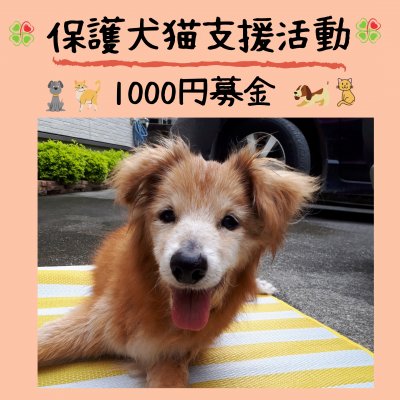 【定期購入】保護犬猫支援活動1000円募金＊沖縄(ポイントでの寄付も可能) 【定期購入なら20％ポイント還元】