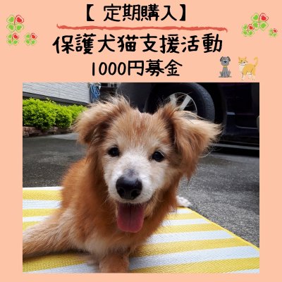 【定期購入】保護犬猫支援活動1000円募金＊沖縄【定期購入なら20％ポイント還元】