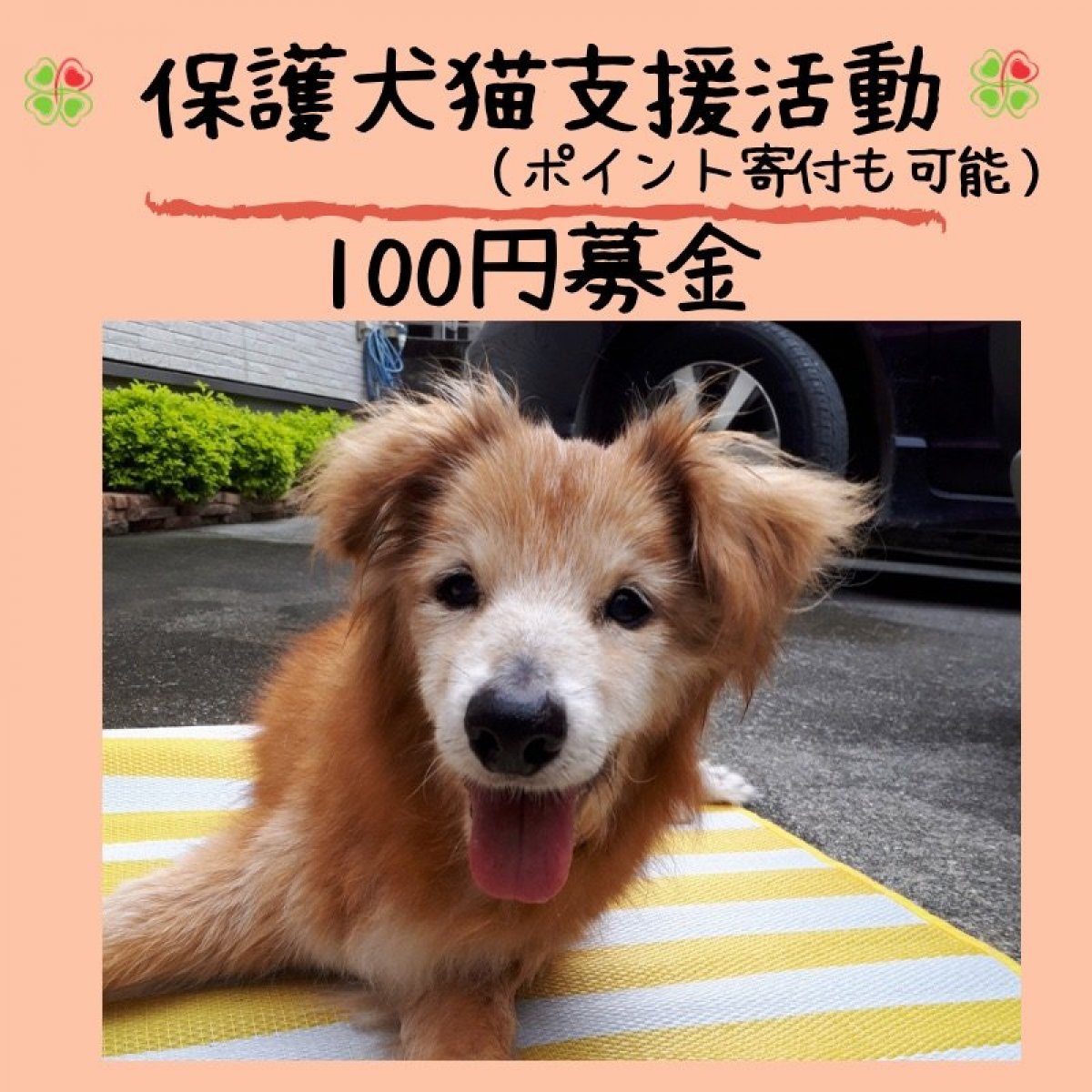 保護犬猫支援活動100円募金＊沖縄(ポイントでの寄付も可能)