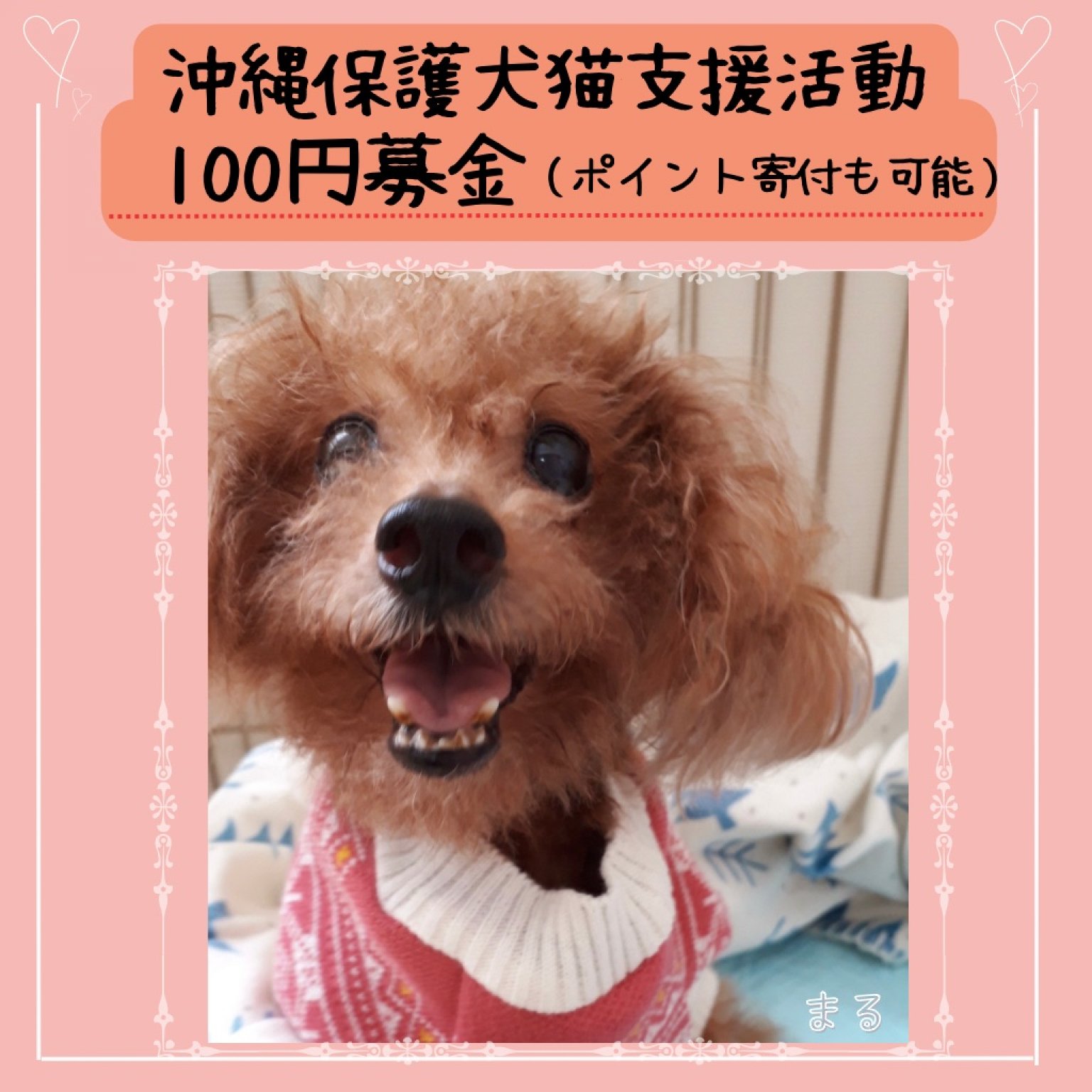 保護犬猫支援活動100円募金＊沖縄(ポイントでの寄付も可能)