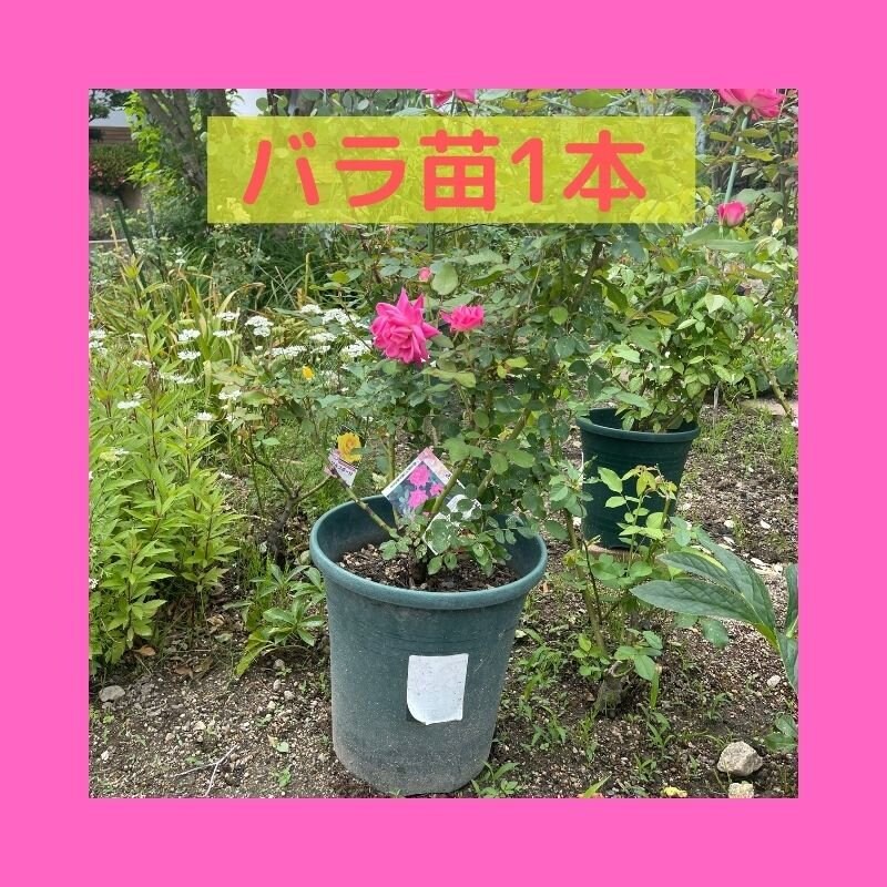 バラ苗1本 ポッド ピンクダブルノックアウト