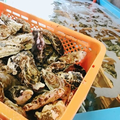 【播磨灘 御津産ぷりっぷりの牡蠣】柴田水産 殻付牡蠣 7kg
