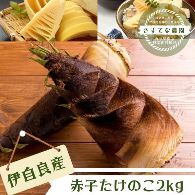 伊自良産/赤子たけのこ/２kg（大）[さすてな農園]