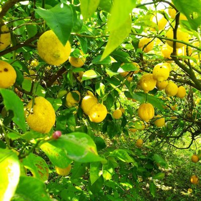 【送料込み】自然栽培　詰め合わせ　烏山農園瀬戸内ネーブルオレンジ３キロ ＆レモン２キロ