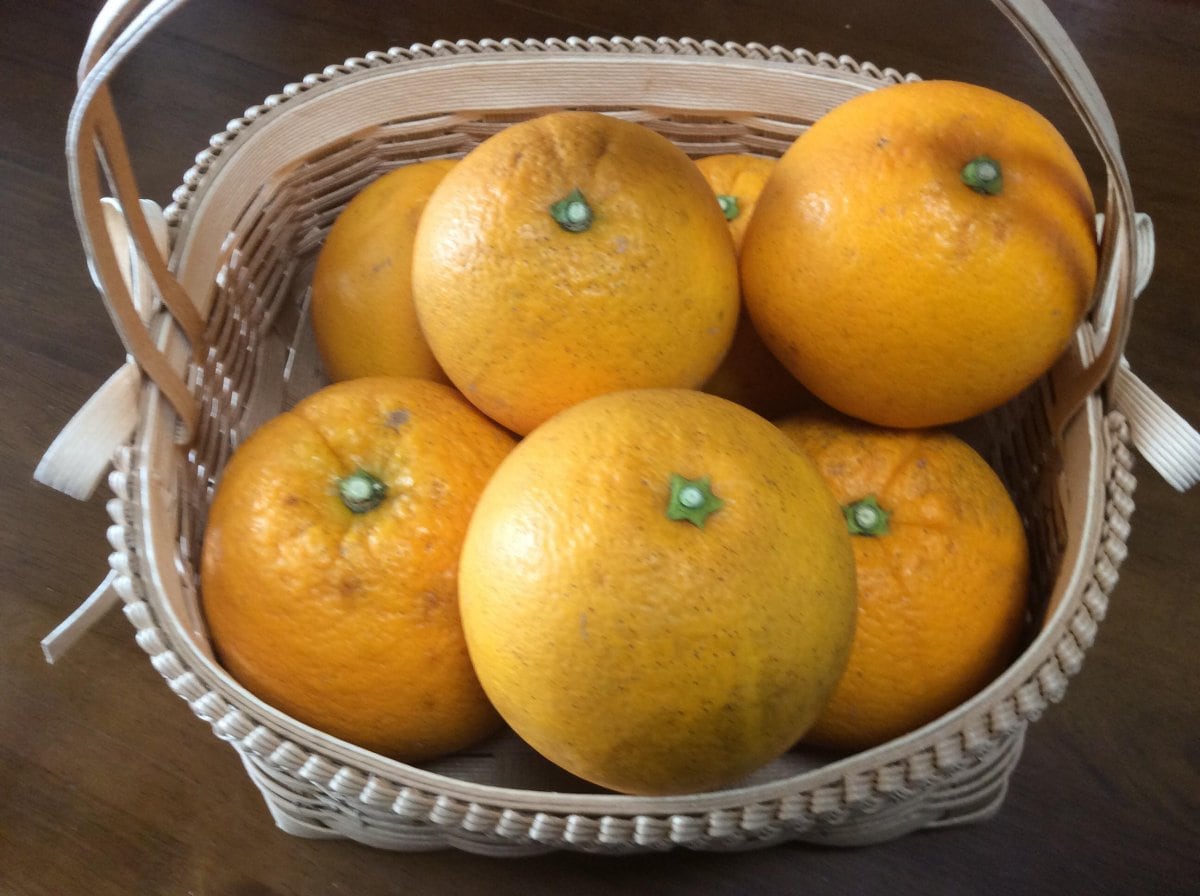 【送料込み】自然栽培　烏山農園瀬戸内ネーブルオレンジ　5キロ