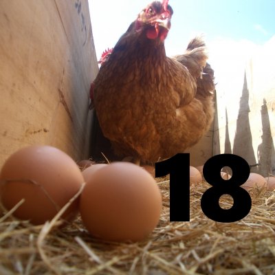 江田島もみじのたまご(屋外平飼い・有精卵) 18個セット・産地直送冷蔵便