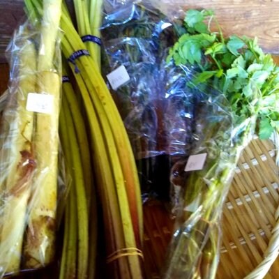 【今旬山菜販売終了致しました】ツクツク!!出店記念|今だけ春の香旬山菜詰め合わせセット|アク抜き、下処理済み簡単調理|限定10箱お届け|税込送料無料