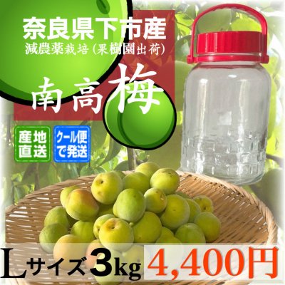 【完売いたしました】≪クール便発送≫予約販売 Lサイズ3キロ/奈良県下市産南高梅(なんこううめ)/有機肥料使用青梅/梅酒/梅干/梅ジュース他加工用生梅/必要最少限安全農薬栽培 産地直送(農家通販)発送時期6月中旬~7月上旬