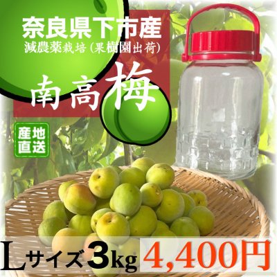 【完売いたしました】予約販売 Lサイズ3キロ/奈良県下市産南高梅(なんこううめ)/有機肥料使用青梅/梅酒/梅干/梅ジュース他加工用生梅/必要最少限安全農薬栽培 産地直送(農家通販)発送時期6月中旬~7月上旬