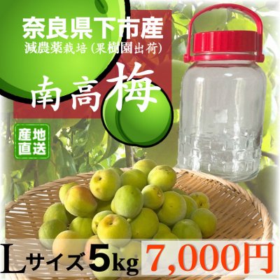【完売いたしました】予約販売 Lサイズ5キロ/奈良県下市産南高梅(なんこううめ)/有機肥料使用青梅/梅酒/梅干/梅ジュース/他加工用生梅/必要最少限安全農薬栽培 産地直送(農家通販)発送時期6月中旬~7月上旬