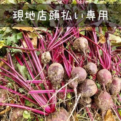 【店頭受け取り専用】有機JAS ビーツ約1〜5kg(沖縄県産 新島ファーム) ※クレジットカード不可