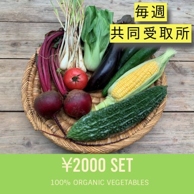 10月スタート分【毎週配達】【がじゅまるガーデン限定】ベジんちゅ定期便2000円セット+共同受取所300円×4週分