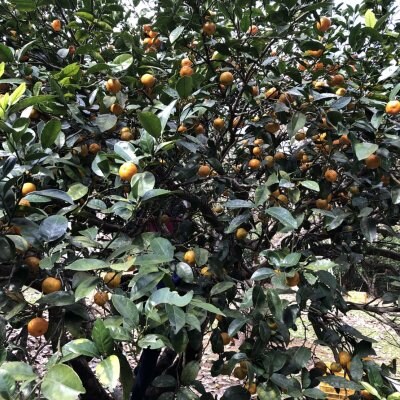 【ベジんちゅ会員限定】沖縄北部・辺野喜の有機タンカン