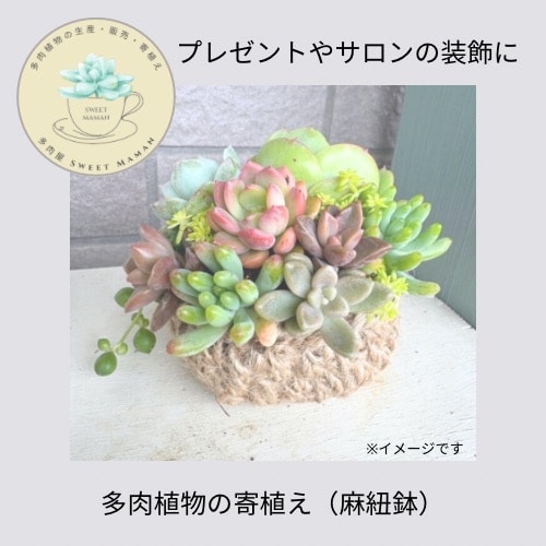 その他多肉植物 HAZAN item_20241102_185310_174_ORG.jpg
