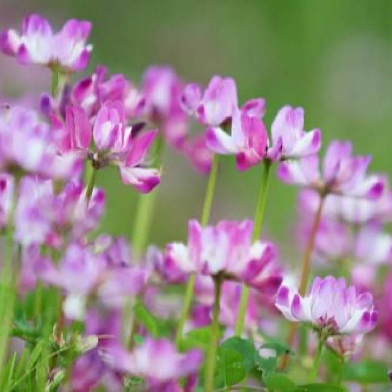 幻のれんげはちみつ(中） 〜祁答院産・数量限定〜580g |国産|非