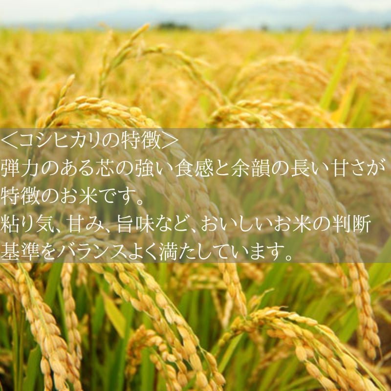 愛知県産 コシヒカリ 5kg