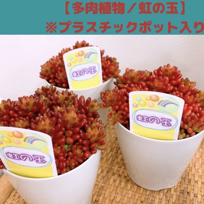 【多肉植物】セダム・虹の玉/プラスチックポット入り