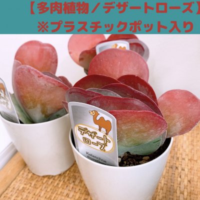 【多肉植物】デザートローズ(唐印)/プラスチックポット入り