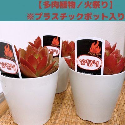 【多肉植物】火祭り/プラスチックポット入り