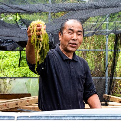 【期間限定:送料無料】【平安座島で生産した】三好和美さんの海ぶどう125g×8(80サイズ)
