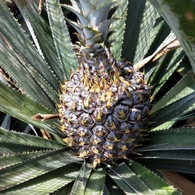 【7月限定】【6万坪で作った】比嘉順一さんのハワイ種パイン2玉(80サイズ)
