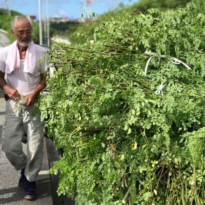 【自然栽培】モリンガファームさんご園芸の野菜・果物セット(100サイズ)