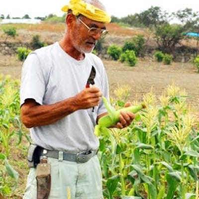 【自然栽培】モリンガファームさんご園芸の野菜・果物セット(80サイズ)