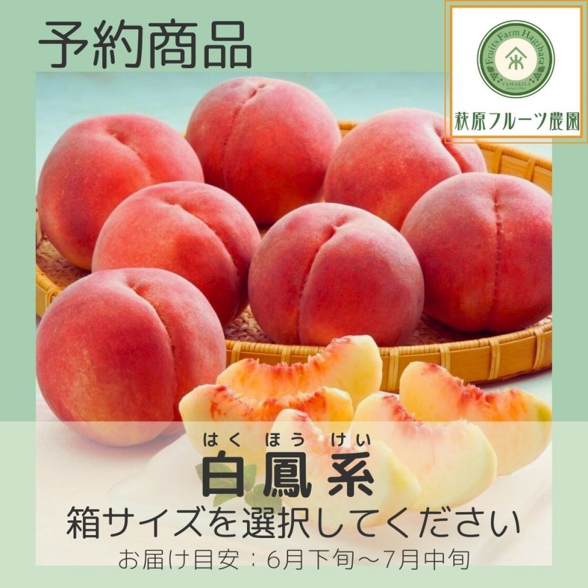 【予約商品】山梨・白鳳(はくほう)系の桃≪箱サイズを選択してください（...