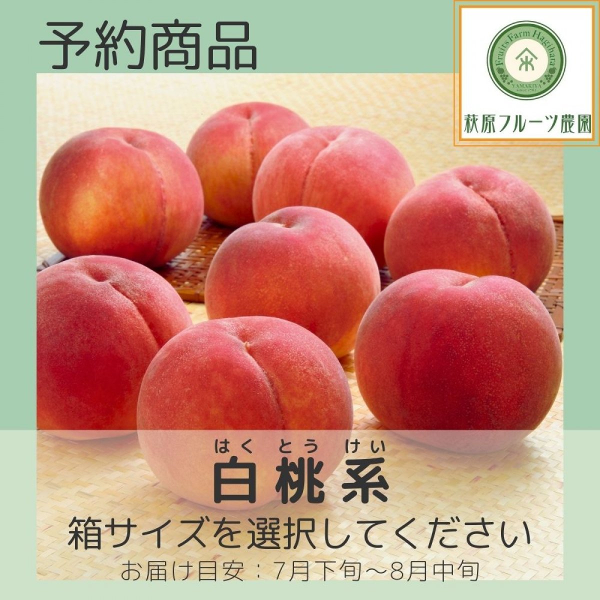 【予約商品】山梨・白桃(はくとう)系の桃 ≪箱サイズを選択してください≫...