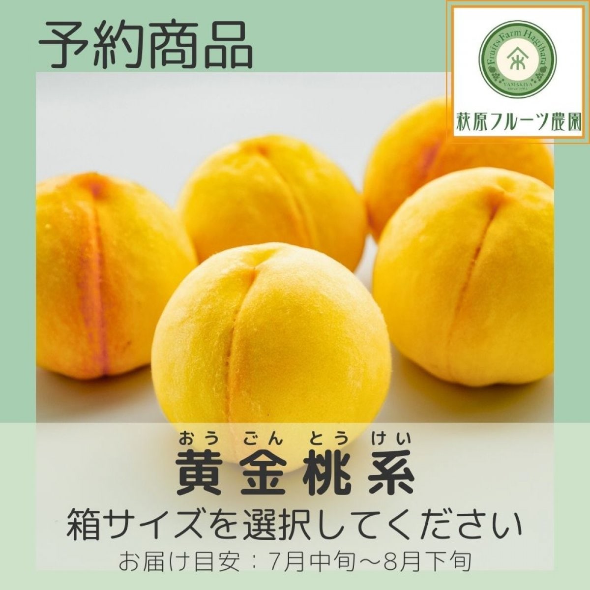 【予約商品】山梨・黄金桃(おうごんとう)系の桃 ≪箱サイズを選択してください≫ (全国一律送料・税 込み) 【萩原フルーツ農園】