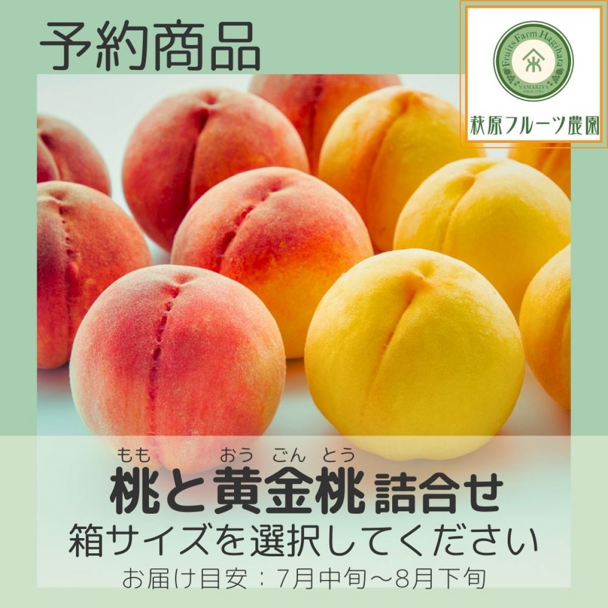 【予約商品】山梨・桃と黄金桃(おうごんとう)の詰合せ ≪箱サイズを選択...