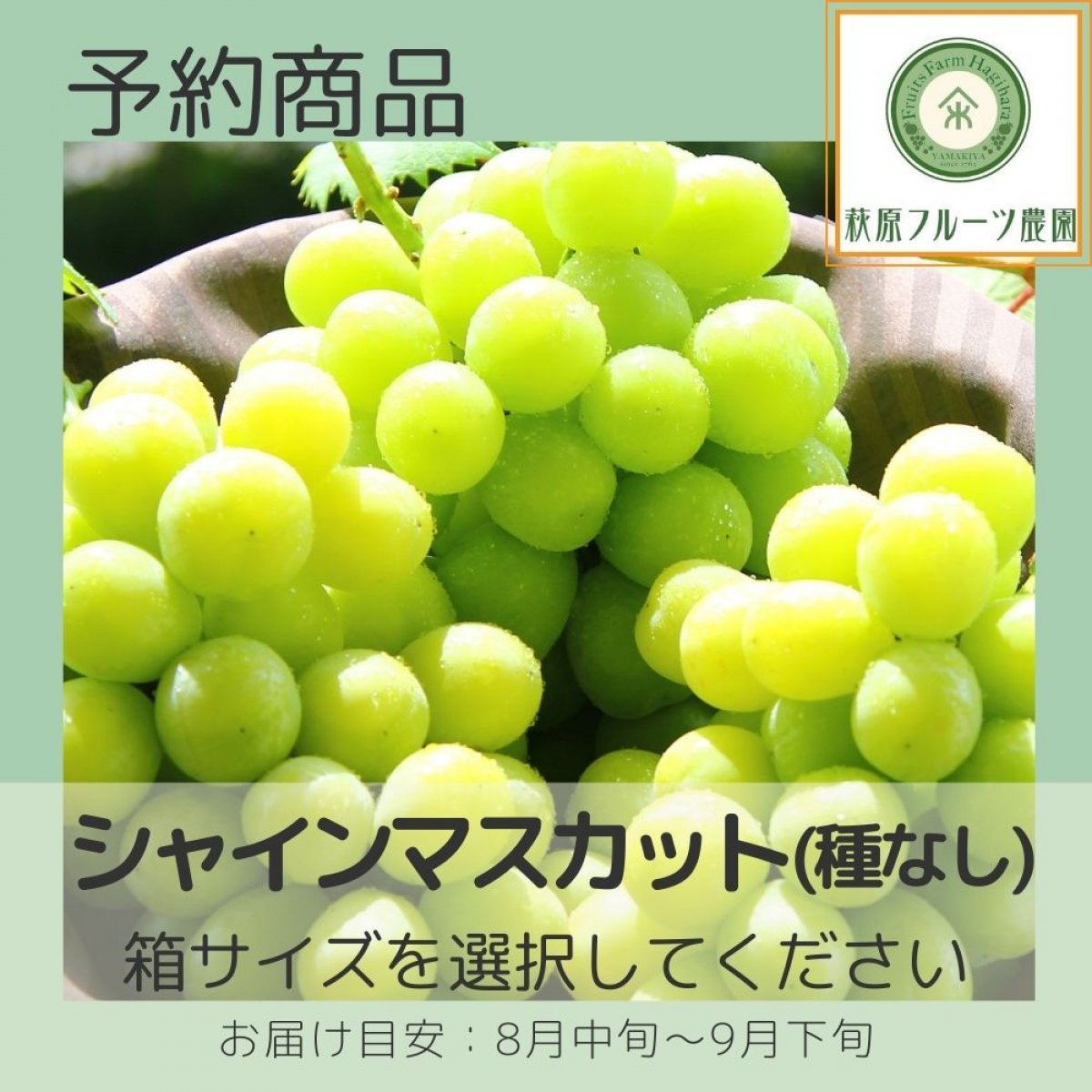 【予約商品】山梨・シャインマスカット(種なし) ≪箱サイズを選択してく...