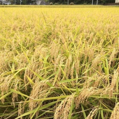 照沼さんちの美味しいお米2kg×2袋 送料無料
