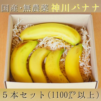 【8月〜販売開始!】国産・無農薬バナナ5本セット(1100g以上) 贈答用にもお勧めです