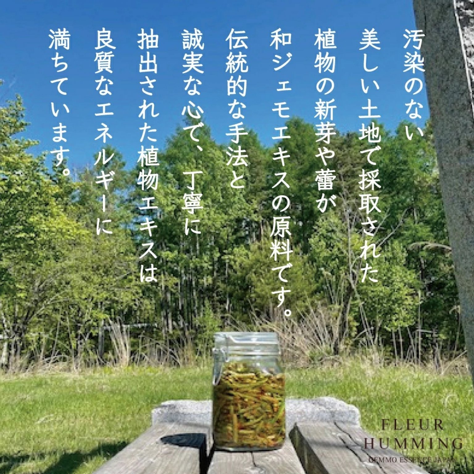 【後日視聴版】植物幹細胞療法を知ろう｜ジェモセラピー入門