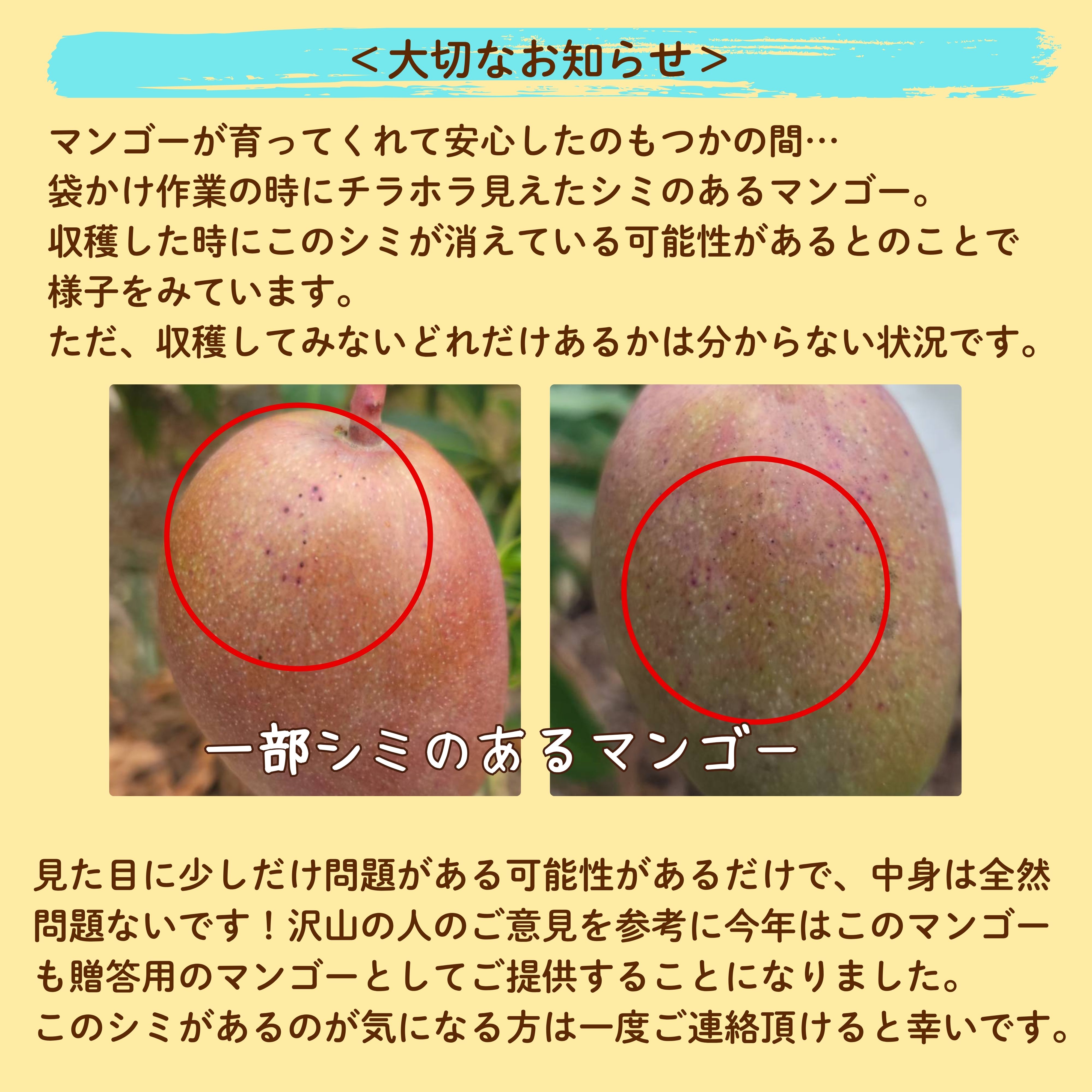 沖縄県産石垣島　島パイン約3キロご贈答用マンゴー約2キロ クール便発送 贈答用＞1㎏(2〜3玉)石垣島たけしのマンゴー【冷蔵発送