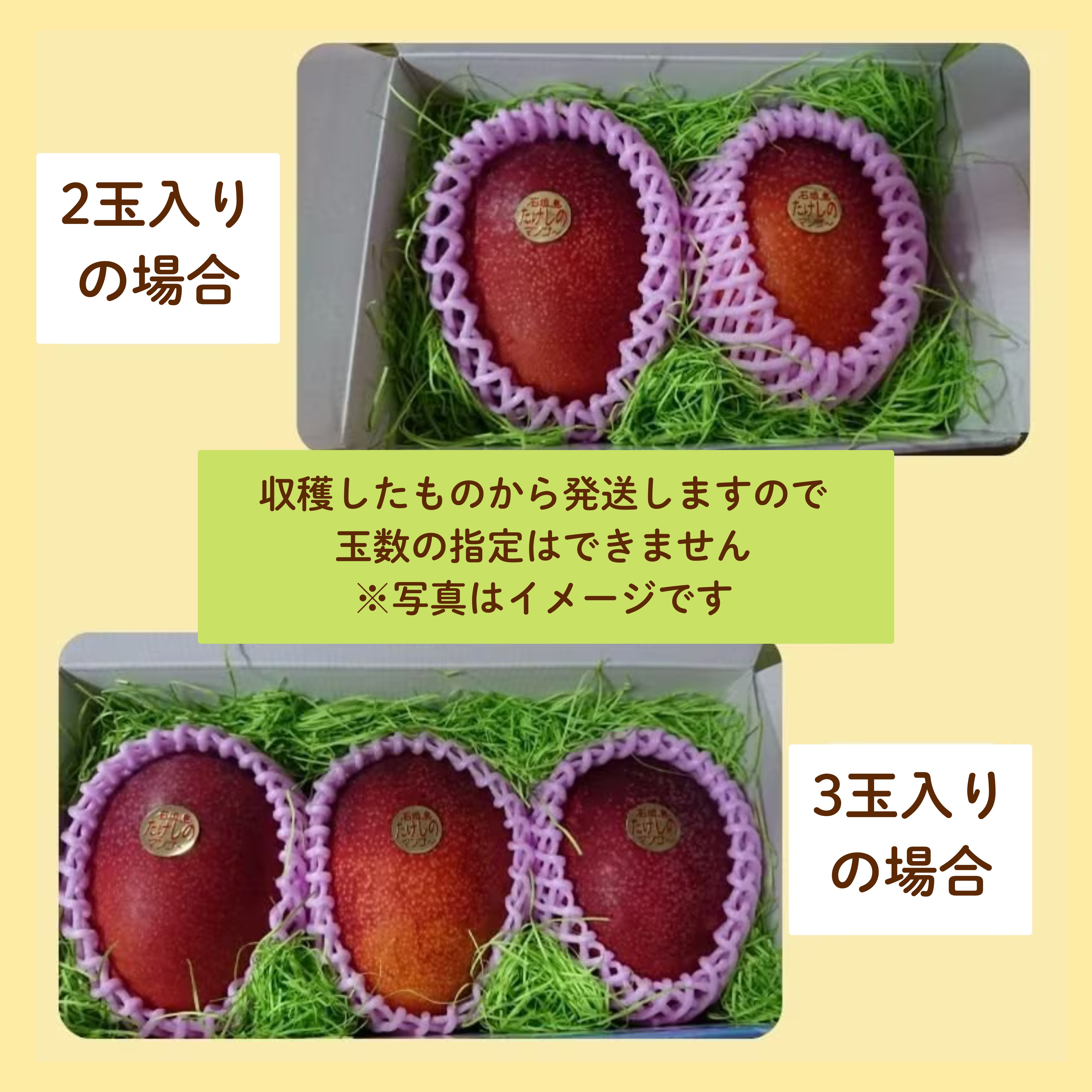 沖縄県産石垣島　島パイン約3キロご贈答用マンゴー約2キロ クール便発送 贈答用＞1㎏(2〜3玉)石垣島たけしのマンゴー【冷蔵発送
