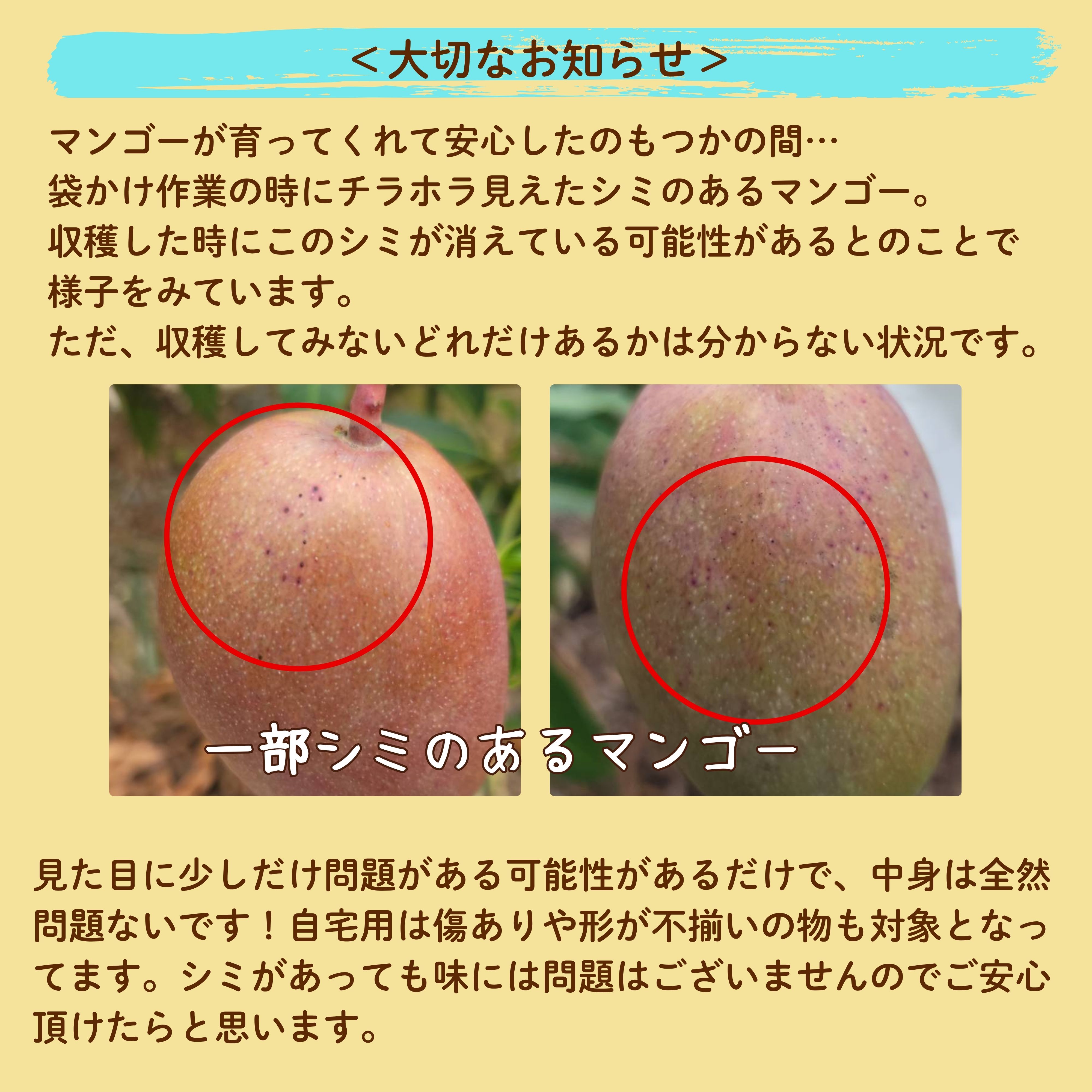 自宅用＞2㎏(4〜6玉) 石垣島たけしのマンゴー ※支払い方法は商品概要を