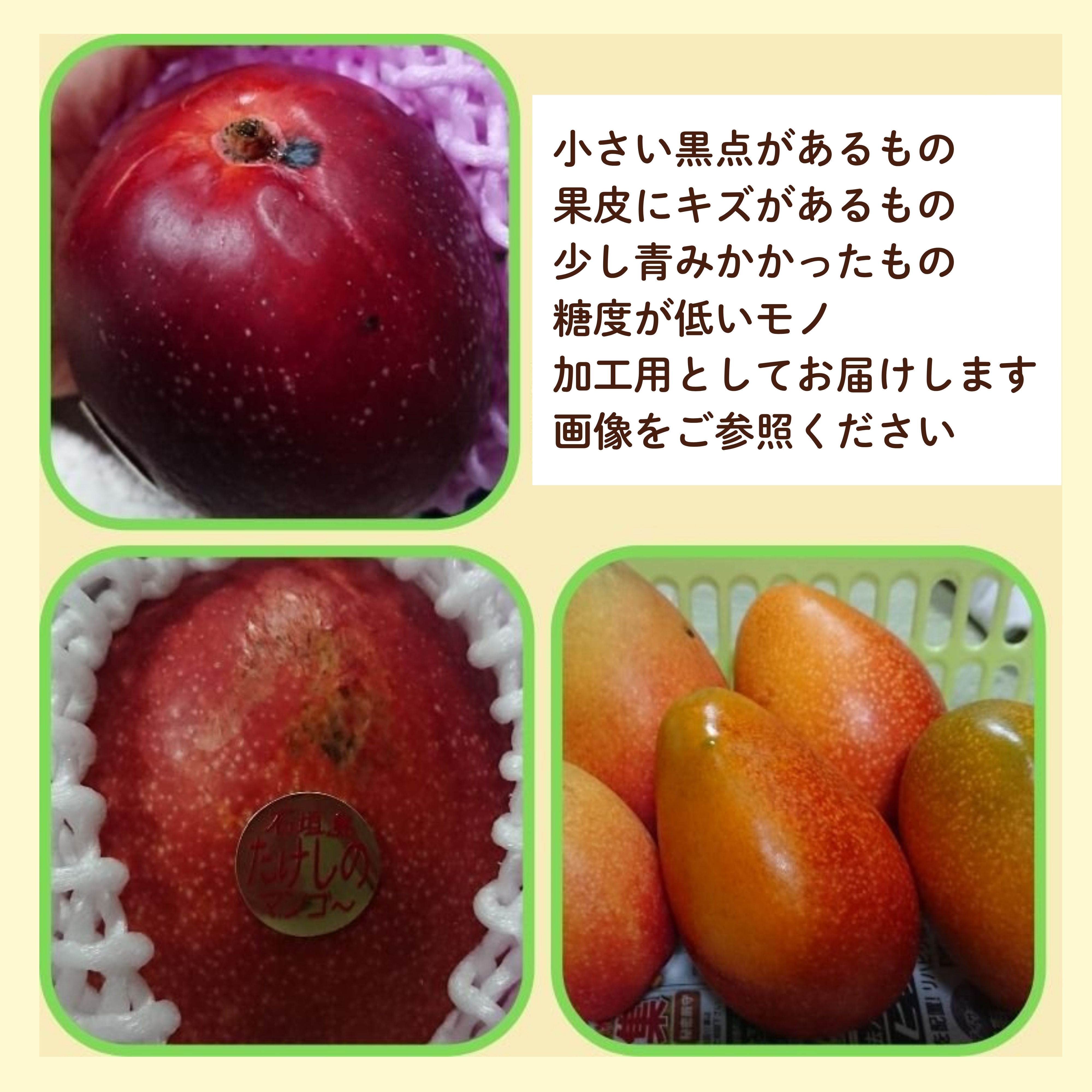 摘果マンゴー　約11kg 摘果マンゴー11kg